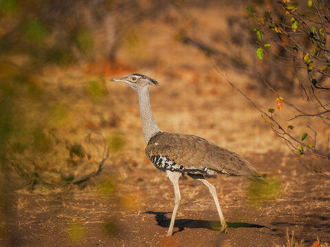 Kori bustard (Ardeotis kori) walking alert in African savanna