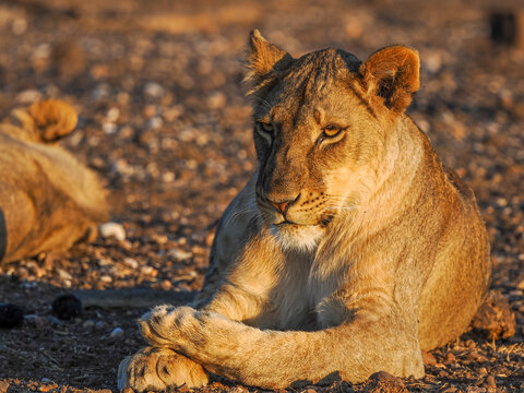 Lioness (Panthera leo) resting at golden hour in dry savannah