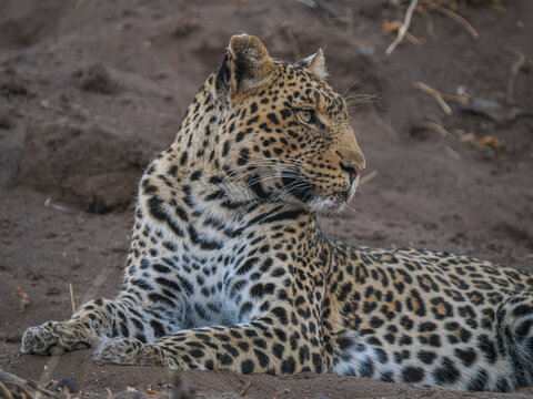 African leopard (Panthera pardus) resting on the ground