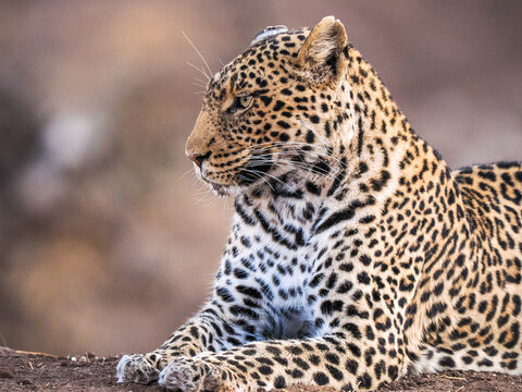 African leopard (Panthera pardus) resting and looking away copy space