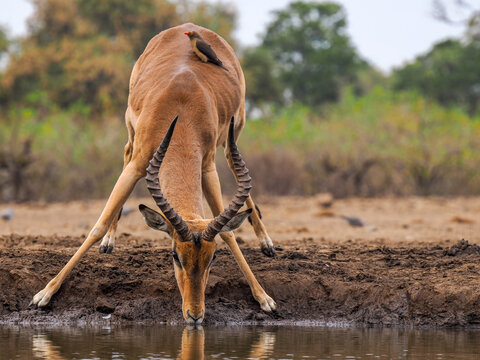 Impala (Aepyceros melampus) with red-billed oxpecker, 