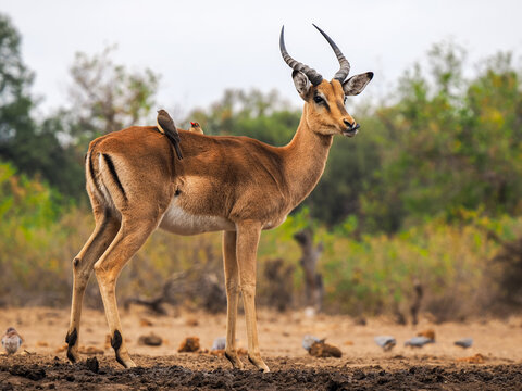 Impala (Aepyceros melampus) standing with red-billed oxpecker