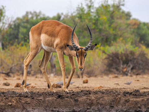 Impala (Aepyceros melampus) male alert at waterhole copy space