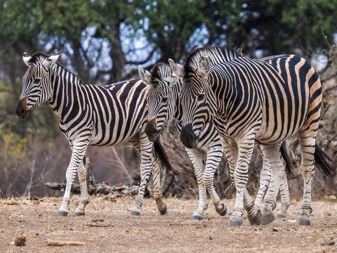 Plains zebra (Equus quagga) small herd walking in African savanna