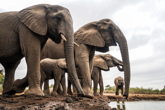 Herd of African Elephants (Loxodonta africana) at a waterhole under cloudy sky