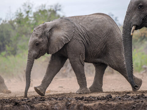 African elephant calf (Loxodonta africana) walking with herd