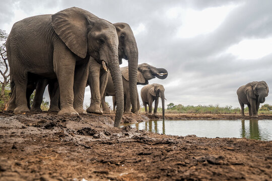 Herd of African Elephants (Loxodonta africana) at a waterhole under cloudy sky