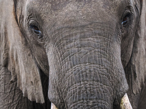 African Elephant (Loxodonta africana) face close up looking at camera
