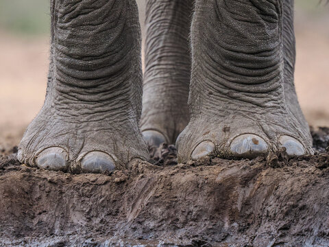 African elephant (Loxodonta africana) feet in mud, macro detail