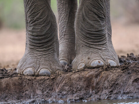 Close up of African elephant (Loxodonta africana) feet in mud at waterhole