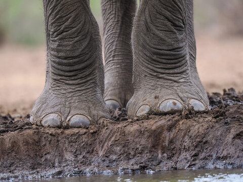African Elephant (Loxodonta africana) feet on muddy riverbank