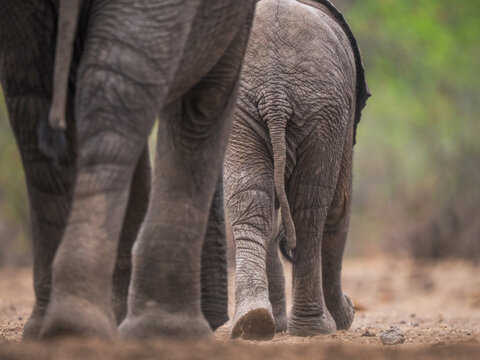 African elephant family (Loxodonta africana) walking away in savanna