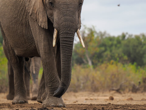 African Elephant (Loxodonta africana) walking towards camera close-up copy space