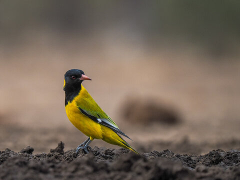 Black-headed Oriole (Oriolus larvatus) standing on ground copy space