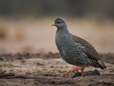Red-billed Spurfowl (Pternistis adspersus) walking on ground