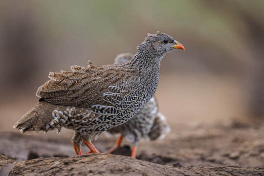 Red-billed Spurfowl (Pternistis adspersus) standing on ground copy space