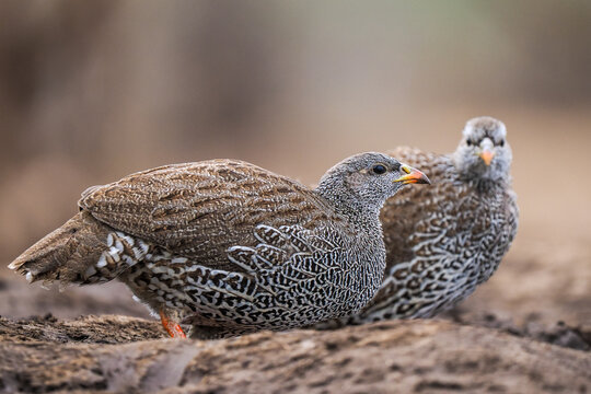 Natal spurfowl pair (Pternistis natalensis) foraging on the ground.