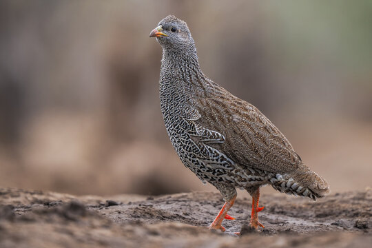 Red-billed Spurfowl (Pternistis adspersus) standing on ground copy space