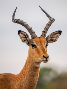 Portrait of a male Impala (Aepyceros melampus) with majestic horns 