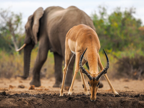 Impala (Aepyceros melampus) and Elephant (Loxodonta) at waterhole
