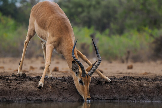 Impala (Aepyceros melampus) drinking water at waterhole in savannah