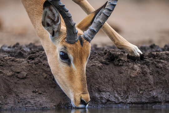 Impala (Aepyceros melampus) drinking at waterhole close-up portrait