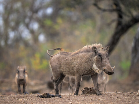 Common Warthog (Phacochoerus africanus) walking on dry savanna ground