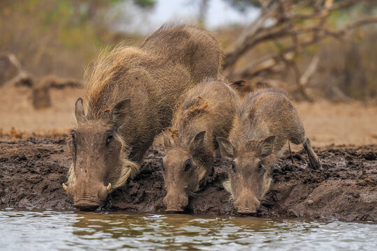 Common warthog (Phacochoerus africanus) family drinking at waterhole