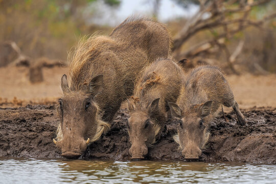 Common warthog family (Phacochoerus africanus) drinking at waterhole
