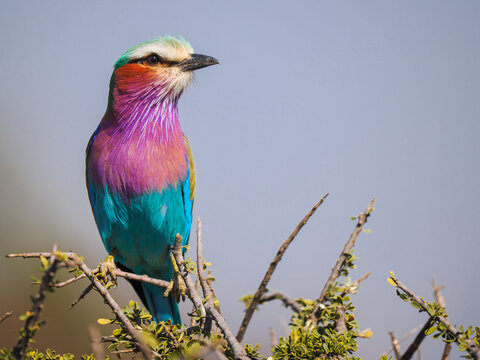 Portrait of a Lilac-breasted Roller (Coracias caudatus) perched with copy space