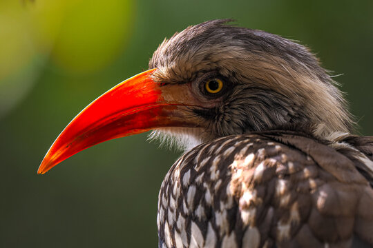 Portrait of a Red-billed Hornbill (Tockus erythrorhynchus) profile close-up copy space