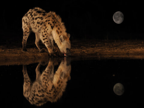Spotted Hyena (Crocuta crocuta) drinking at night with moon reflection copy space
