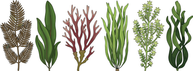 Set of seaweed and algae plants isolated on white background marine botanical vector illustration collection © Shabita