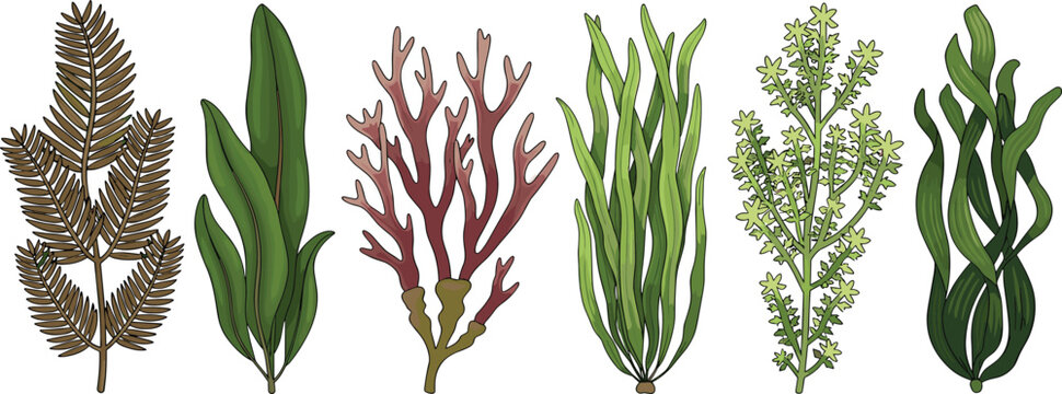 Set of seaweed and algae plants isolated on white background marine botanical vector illustration collection