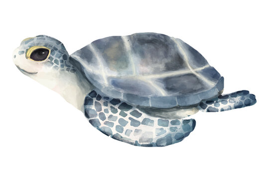 PNG baby turtle watercolor element on transparent background