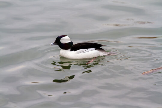 bufflehead duck swimming in a pond