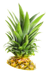 Fototapeta premium Crown of ripe pineapple isolated on white