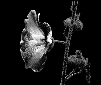 hollyhock