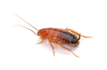 Fototapeta premium One cockroach on white background. Pest control