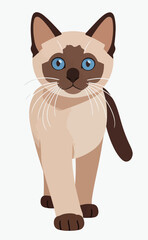 Fototapeta premium Siamese cat walking forward with blue eyes and brown markings on a white background