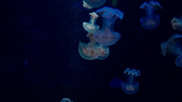 Jellyfish in aquarium like blue water with smooth flowing tentacles
