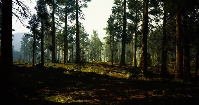 sunlit pine forest floor with long shadows and moss covered rocks, morning beams filtering through tall trunks, tranquil hiking trail winding between ferns