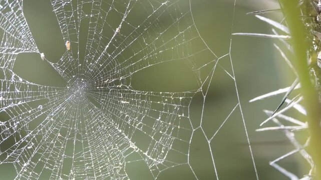 spider web 