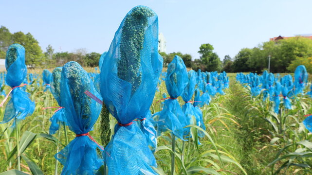 Millet or Sorghum cereal crop is wrapped. Blue plastic netting wraps millet seeds on stalks in a field to protect them from enemies or birds in Thailand on a green plant background with space to copy 