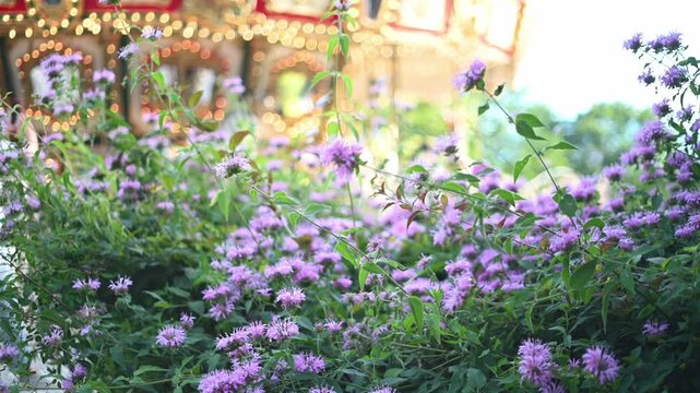 遊園地のメリーゴーランドの玉ボケと手前に咲く紫の花（モナルダ） ロマンチックな風景 4K