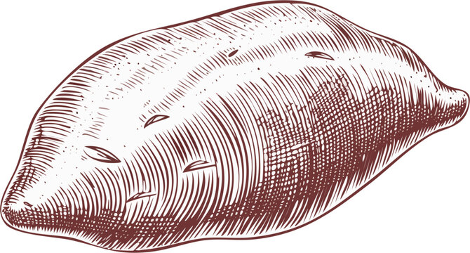 Hand drawn engraving style vector illustration of a sweet potato with detailed skin texture