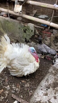 Large white turkey male with hen and chicken in rural farmyard. wild life environment.