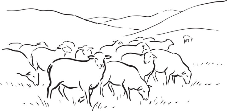Vector line art illustration of a flock of sheep grazing in a meadow, minimalist pastoral landscape