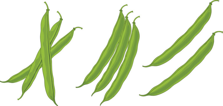 Green Beans Vegetable Set Hand Drawn Vector Illustration, Fresh Organic Food Collection, Healthy Farm Produce Isolated on White Background