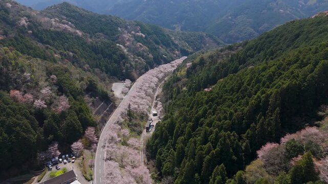 「雨山の郷の桜」空撮　 和歌山県紀美野町 Cherry Blossoms at Ameyama-no-Sato &ndash; Aerial View in Kimino, Wakayama, Japan